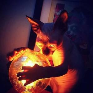 kotiki-011.jpg